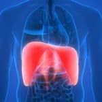 An x-ray of the front of the body with the diaphragm, which sits below the lungs marked in red.