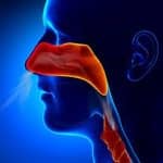 Side-on view of head showing the nasal passages connecting to the trachea.